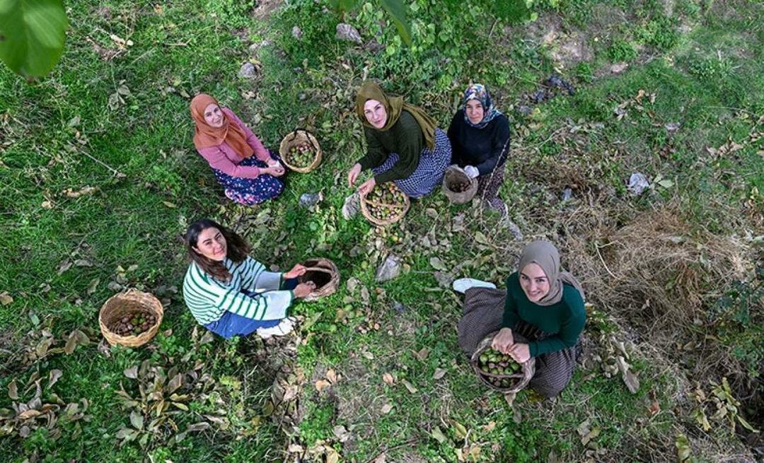 Las mujeres de Van distribuyen nueces en Turquía con la marca "Ahtamara"