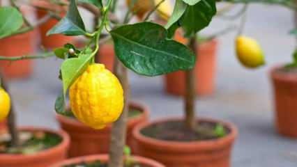 ¿Cómo cultivar limones en macetas en casa? Consejos para cultivar y mantener limones