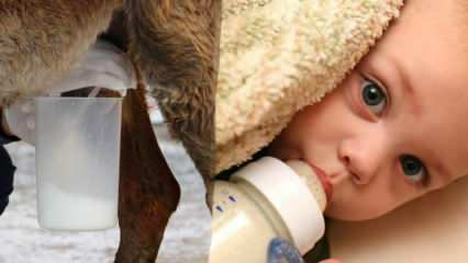 ¿Cuál es la leche más cercana a la leche materna? ¿Qué se le da al bebé en caso de deficiencia de leche materna?