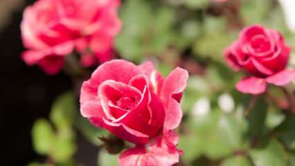 ¿Cómo cultivar rosas en macetas? Consejos para cultivar rosas en casa ...