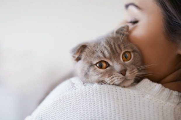 ¿Cómo prevenir el estrés de los gatos? 
