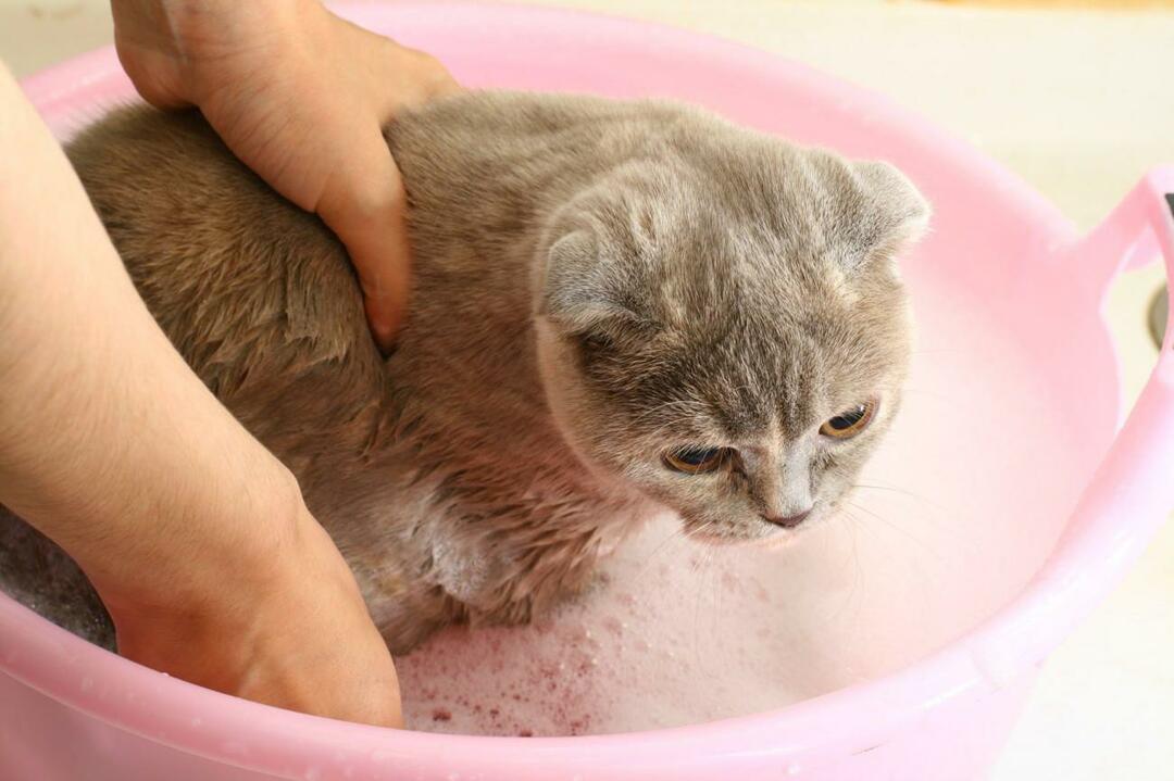 como lavar gatos