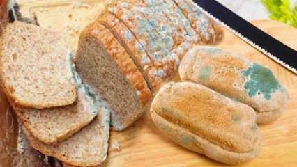 ¿Cómo prevenir el moho del pan en Ramadán? Formas de evitar que el pan se ponga rancio y mohoso