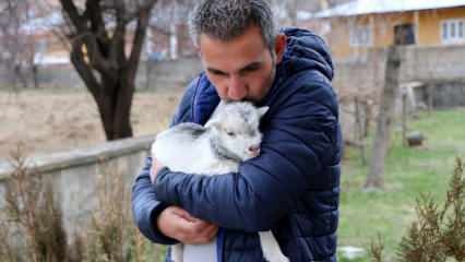 Los periodistas salvaron la vida de un cachorro de cabra que golpeó a su madre por el oso