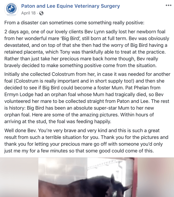 Ejemplo de una publicación de Facebook con una historia de Paton y Lee Equine Veterinary Surger.