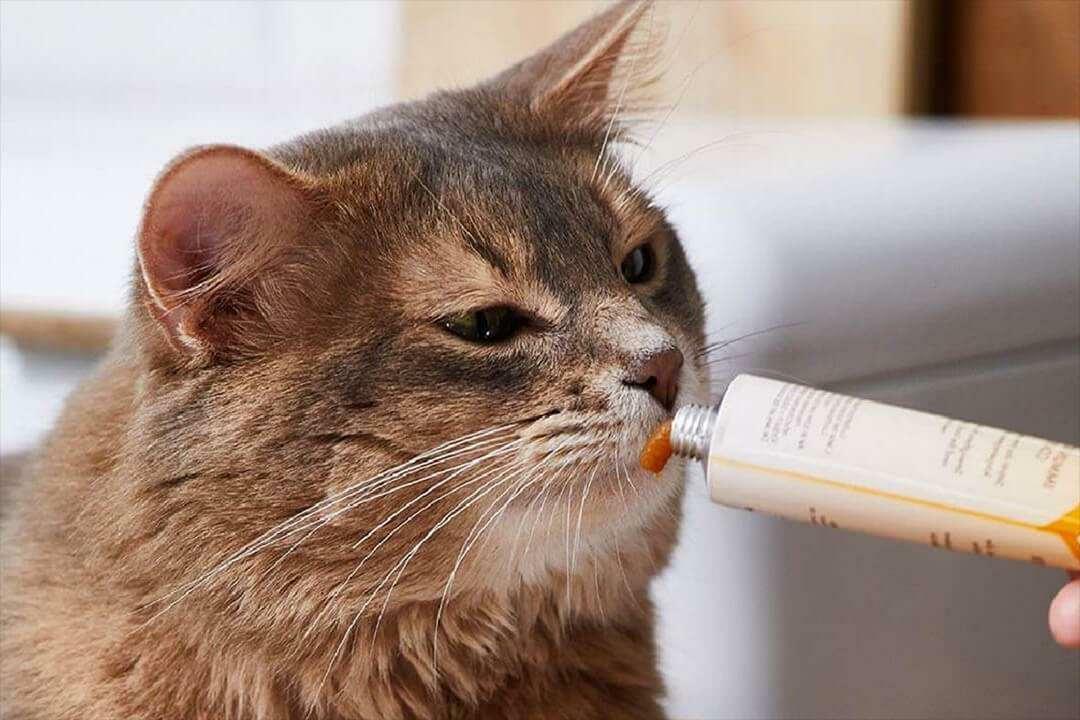 Formas de alimentar a la pasta para gatos.