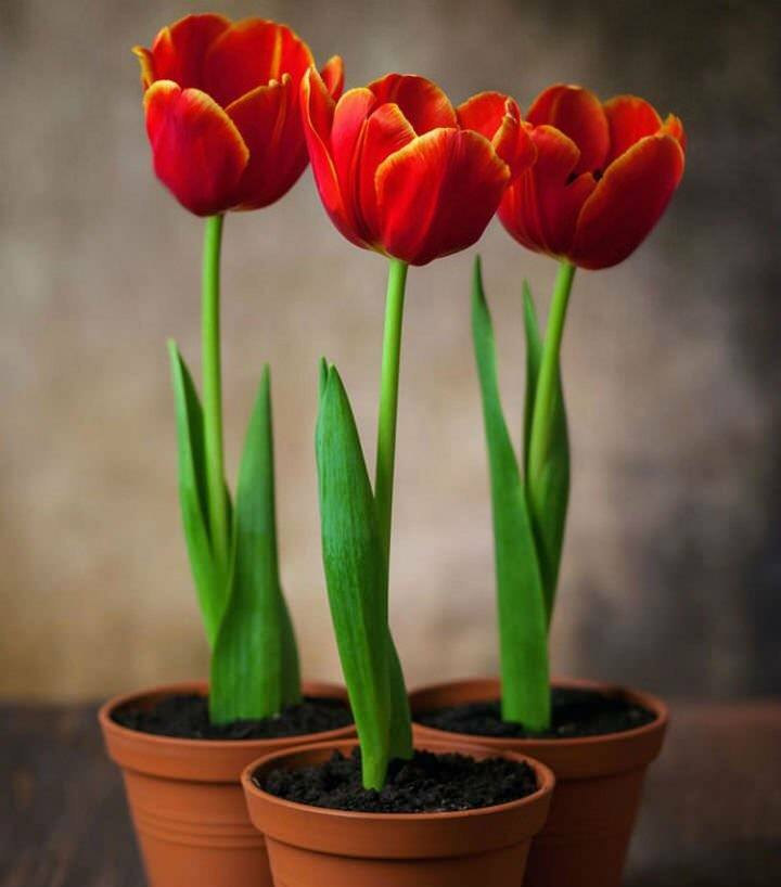 Plantar bulbos de tulipán