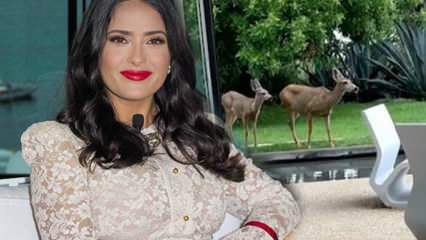 ¡La estrella de Hollywood Salma Hayek compartió el ciervo en su jardín en las redes sociales!