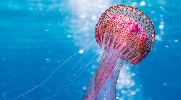 Descubre más sobre las medusas