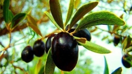 ¿Cómo cuidar un olivo en casa? 