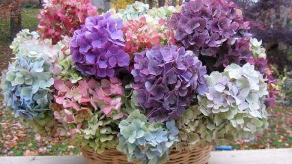 ¿Cómo colorear las flores de hortensia?