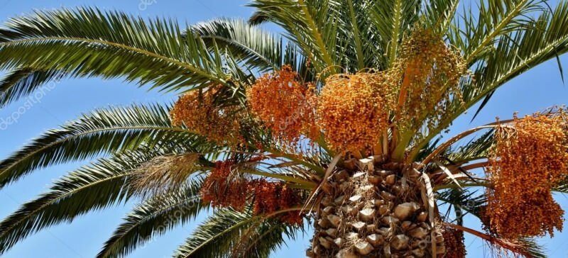 ¿Qué es una palmera? ¿Cuáles son las propiedades de la palmera, cómo cultivarla?