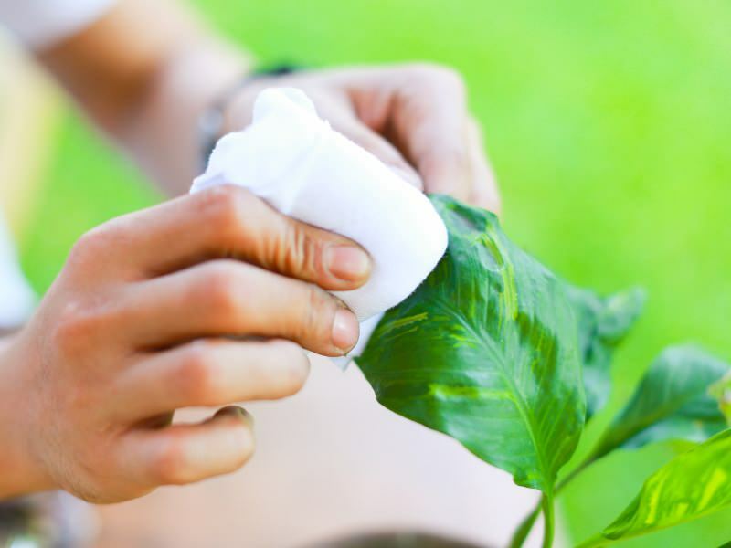 ¿Cómo eliminar el polvo acumulado en las flores sin dañarlas? ¿Cómo desempolvar las flores?