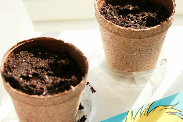 Como plantar semillas de hiedra