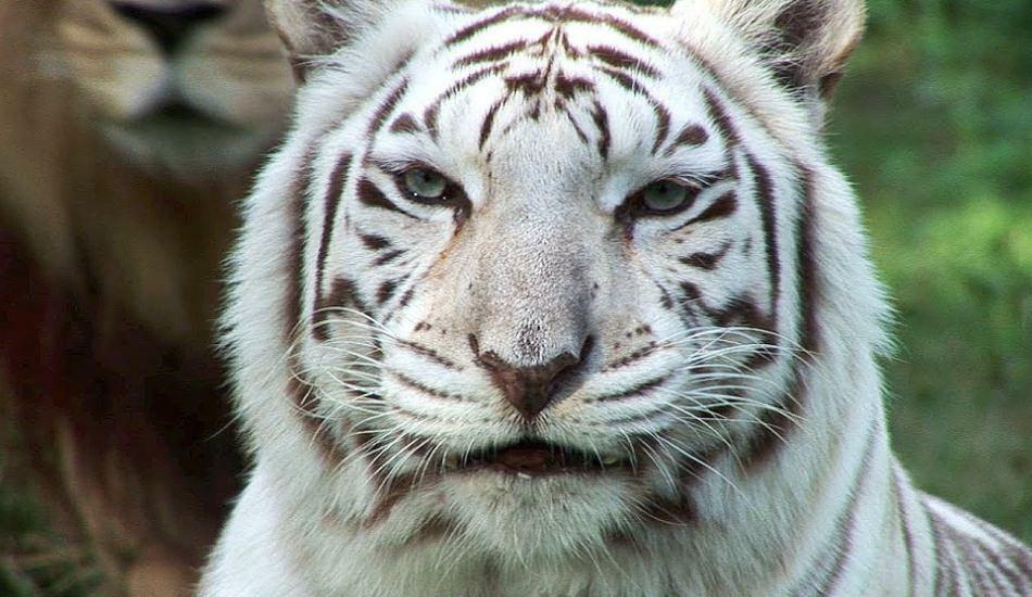 El tigre blanco en el zoológico extiende peligro