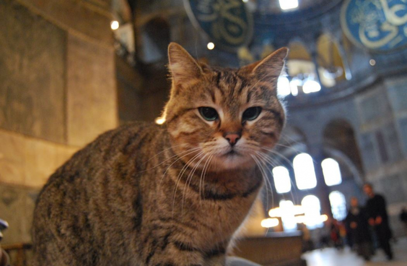 El gato de Hagia Sophia, Gli, está en el veterinario: ¡Tus buenos deseos te están esperando!