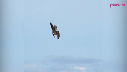 ¡La increíble habilidad de caza de Fish Eagle!