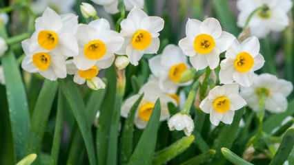 ¿Cuál es el significado de la flor del narciso, cuáles son sus características y beneficios? Cómo propagar una flor de narciso