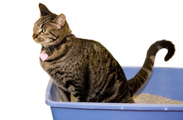 Cómo enseñar a los gatos a ir al baño