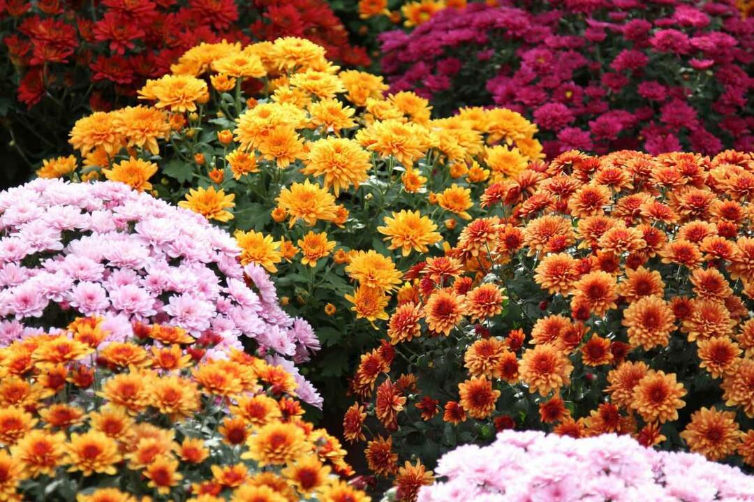¿Qué son las flores de noviembre? El uso de las flores en la decoración del hogar de la temporada de otoño