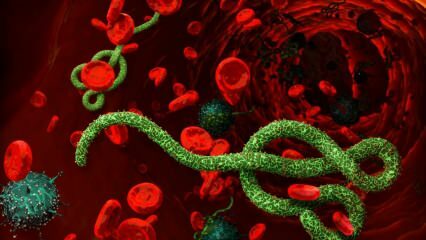 ¿Qué es el virus Ébola? ¿Cómo se transmite el virus Ébola? ¿Cuáles son los síntomas del virus Ébola? 