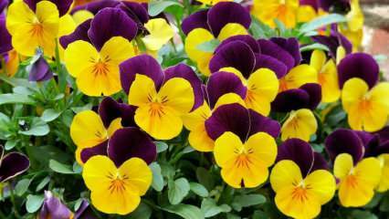 ¿Cómo cuidar una flor violeta? ¿Cómo reproducir una flor violeta?