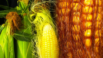 ¿El maíz hervido aumentará de peso, cuántas calorías? Adelgazamiento rápido con té de borla de maíz