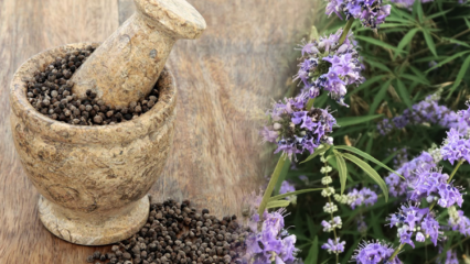 ¿Cuáles son los beneficios de la semilla Hayit? ¿Para qué sirve una mezcla de semillas de heno y miel?