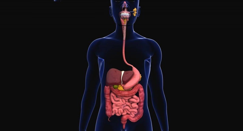 Los probióticos son beneficiosos para el funcionamiento del sistema digestivo.