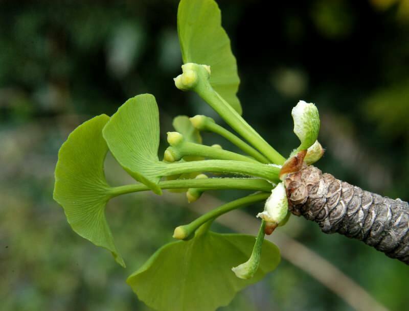 El ginkgo biloba beneficia especialmente la salud del cerebro