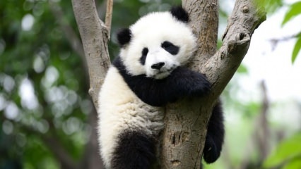 El panda más pequeño del mundo nació en China.