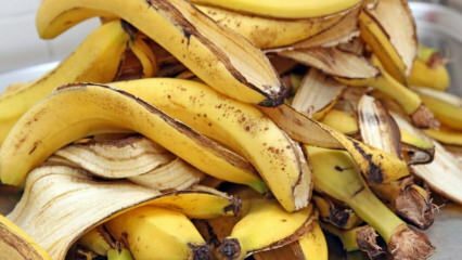 ¿Cuáles son los beneficios del plátano? ¿Cuántos tipos de plátanos hay? Usos desconocidos de la cáscara de plátano! 