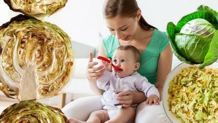 ¿Los bebés comen repollo? ¿En qué mes se les debe dar repollo a los bebés? Beneficios de la col para bebés