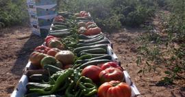 ¡Lo que compre en el distrito de Ayrancı de Karaman cuesta solo 1 lira! Del tomate al pepino...