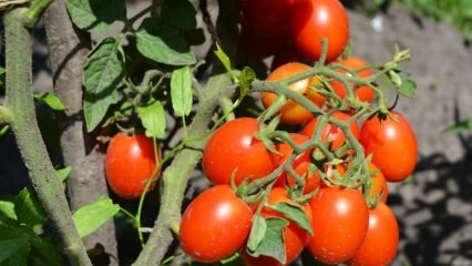 ¿Cómo cultivar tomates en una maceta? El tomate más fácil de cultivar
