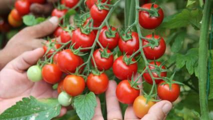 ¿Cuál es el beneficio de comer tomates en sahur? ¿Cuáles son los beneficios de los tomates crudos? 