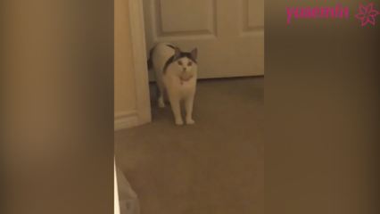 ¡El gato que reacciona cuando los invitados vuelven a casa!