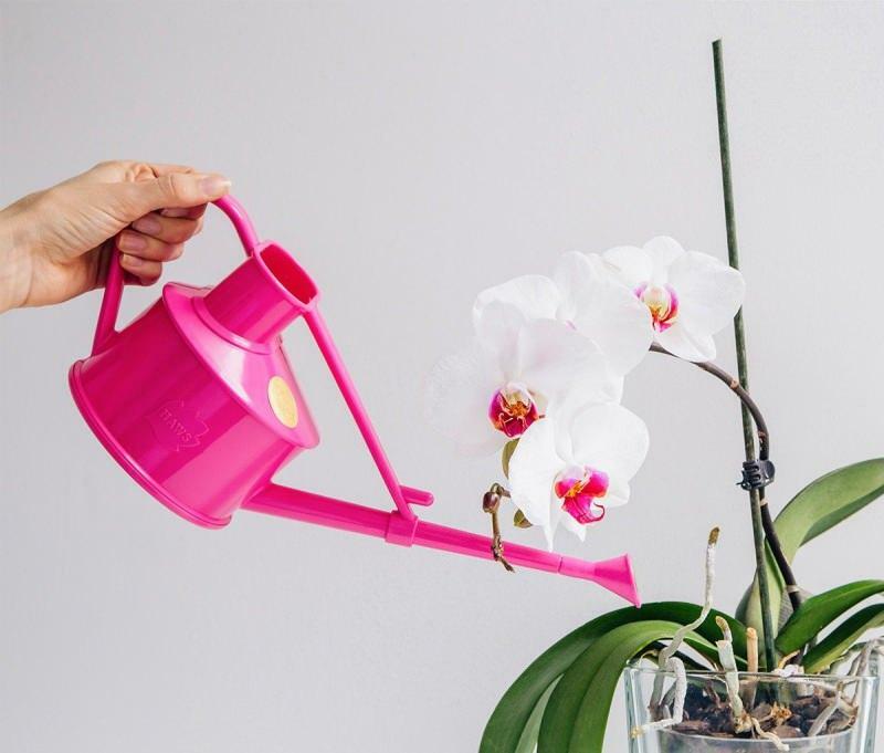 cómo propagar orquídeas