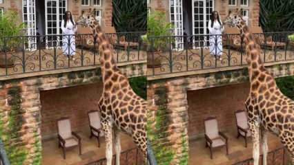 ¡La mujer alimentando a la jirafa desde el balcón con sus manos! 