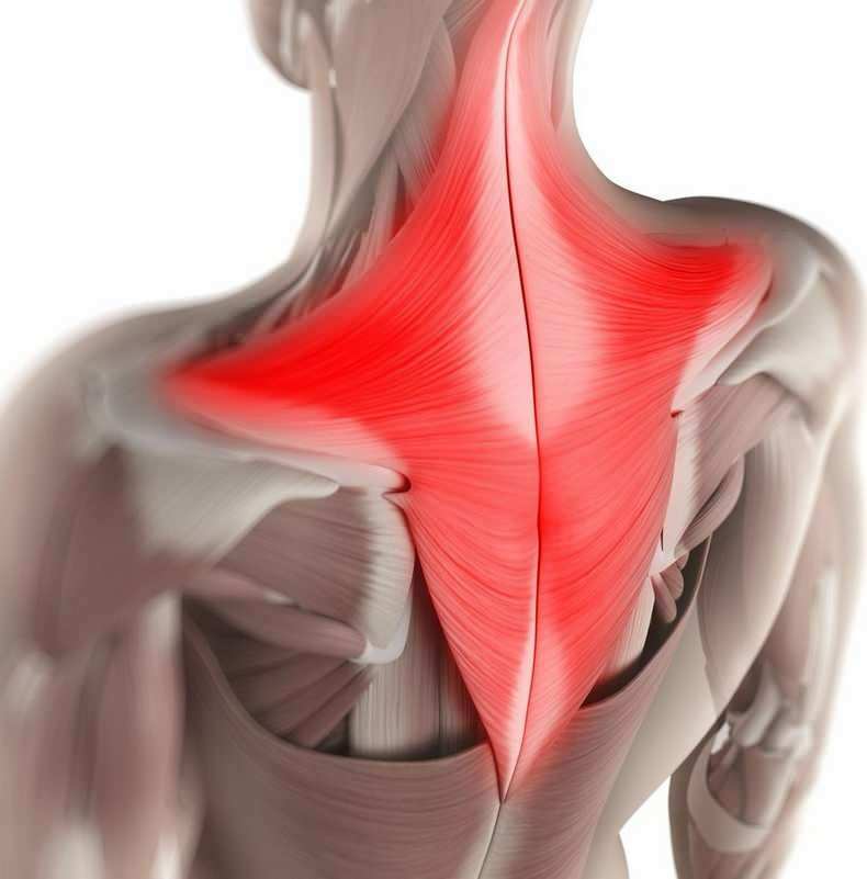 Durante el día, inconscientemente, los músculos de la zona del cuello se pueden estirar en posiciones incorrectas para sentarse. 