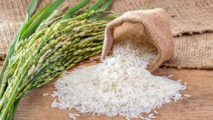 ¿Qué es el arroz Baldo? ¿Cuáles son las características del arroz Baldo? Precios del arroz baldo 2020