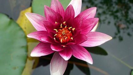¿Cómo cuidar la flor de loto (lirio de agua) en casa?