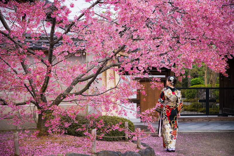 ¿Qué quiere decir Sakura? Propiedades desconocidas de la flor de sakura