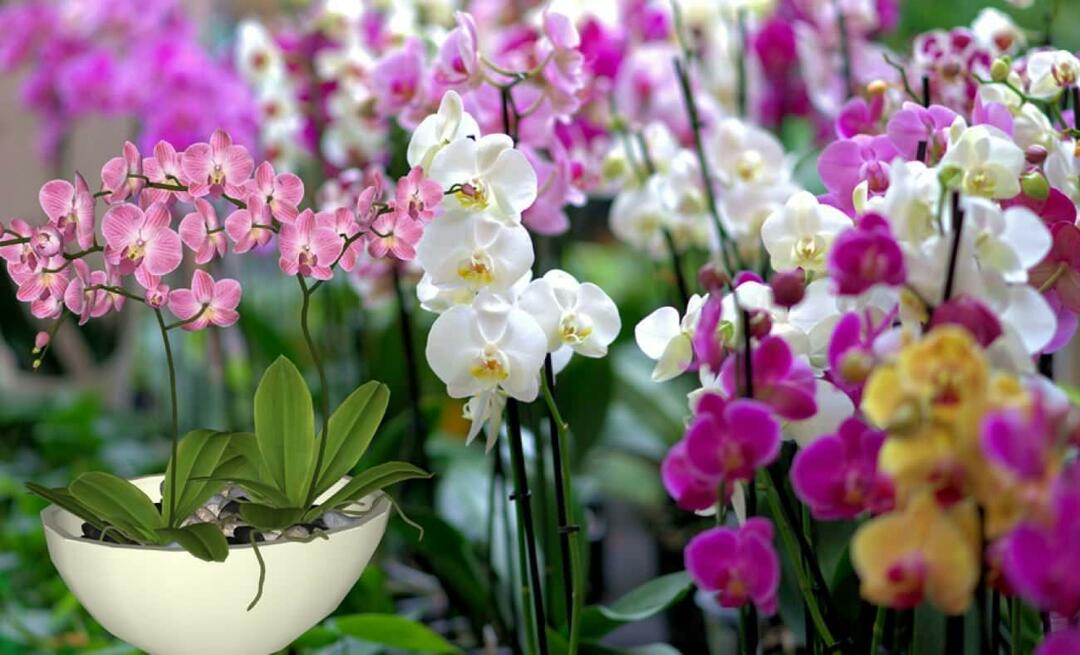 ¿Cómo cuidar las orquídeas? ¿Cómo propagar las flores de las orquídeas? 5 cosas que no les gustan a las flores de orquídeas