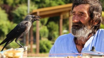 ¡Mehmet Çevik, de 74 años, sirve té con un cuervo!