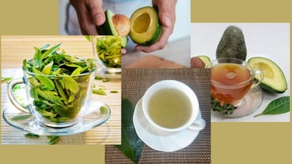 ¿Cuáles son los beneficios del té de hojas de aguacate? ¿Cómo hacer té de hojas de aguacate?