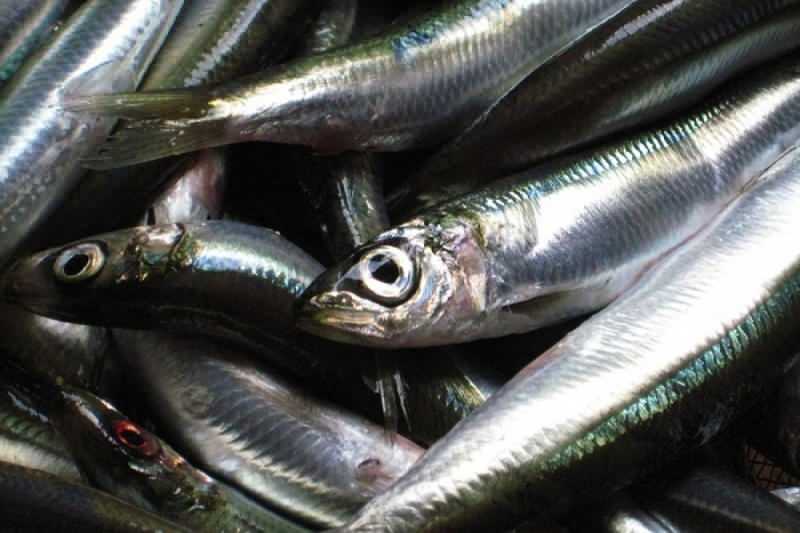 la sardina tiene el valor de aceite más alto entre las especies de peces