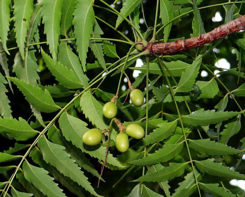 El árbol de neem se ha utilizado en la medicina alternativa desde la antigüedad.