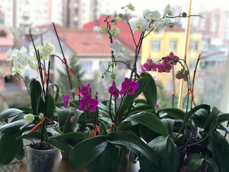 ¿Cómo cuidar las orquídeas? ¿Cómo regar una orquídea en casa? Método para revivir orquídeas