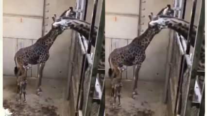¡Las reacciones de la jirafa, el padre, sacudieron las redes sociales! 
